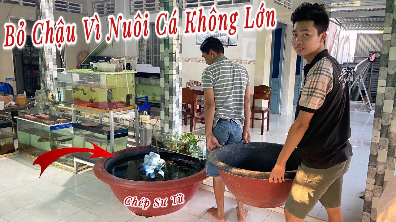 8 Tháng Nuôi Cá Chép Sư Tử Không Lớn Thịnh Đạt Đầu Tư Chậu Bự Hơn