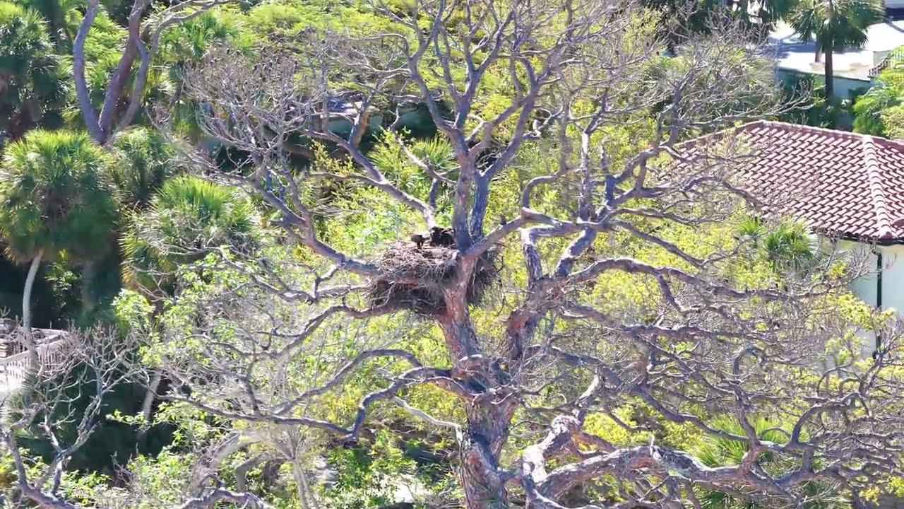 Bald Eagle brings fish to juveniles