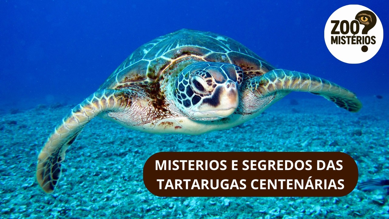 MISTERIO E SEGREDOS DAS TARTARUGAS CENTENÁRIAS