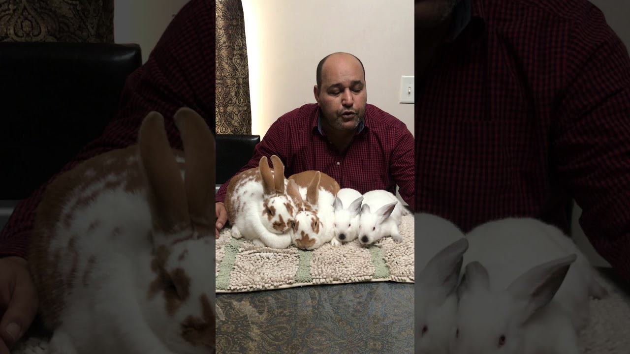 الارانب بين الهوايه والاستثمار ٥٠ الشبق والخصوبه وكلمتين من الاخر