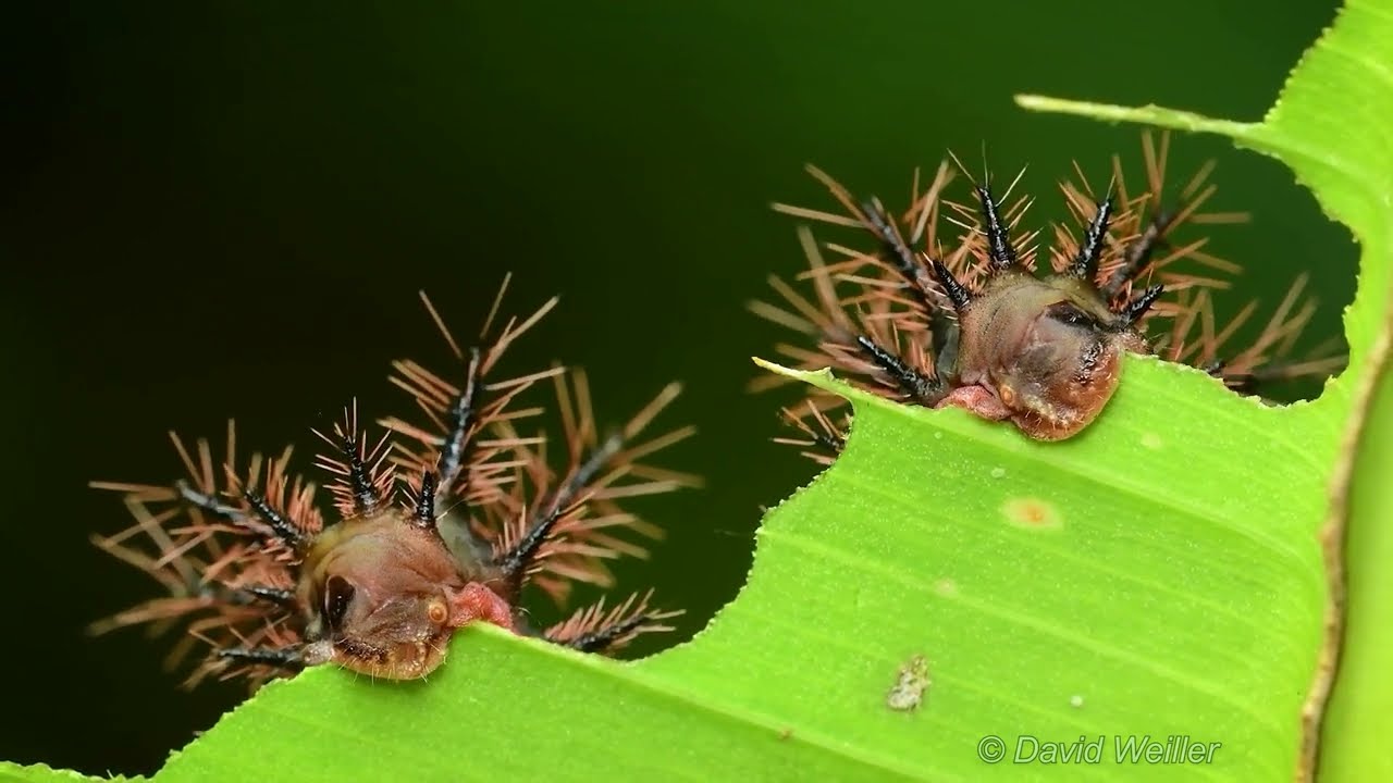 Hungry Saddleback Slug Moth Caterpillars