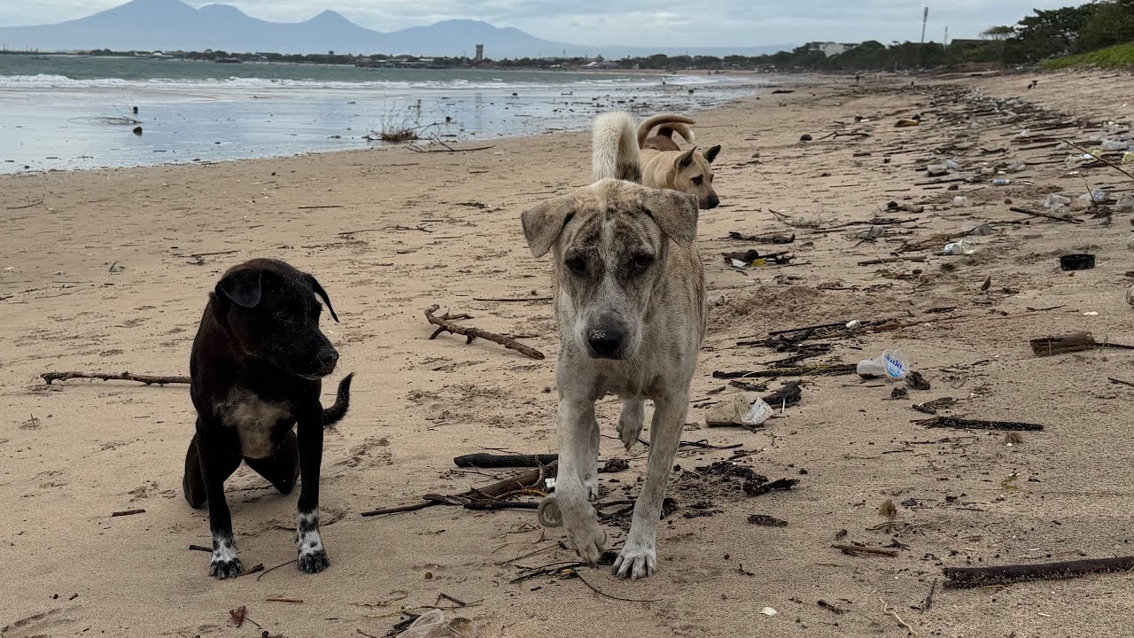 Ежедневная рутина кормления бездомных собак на пляже 93 | StreetDogsCH