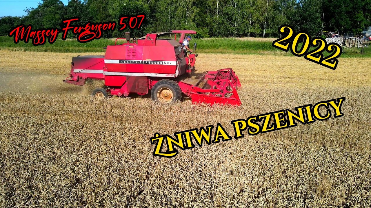 Żniwa pszenicy 2022 Massey ferguson 507