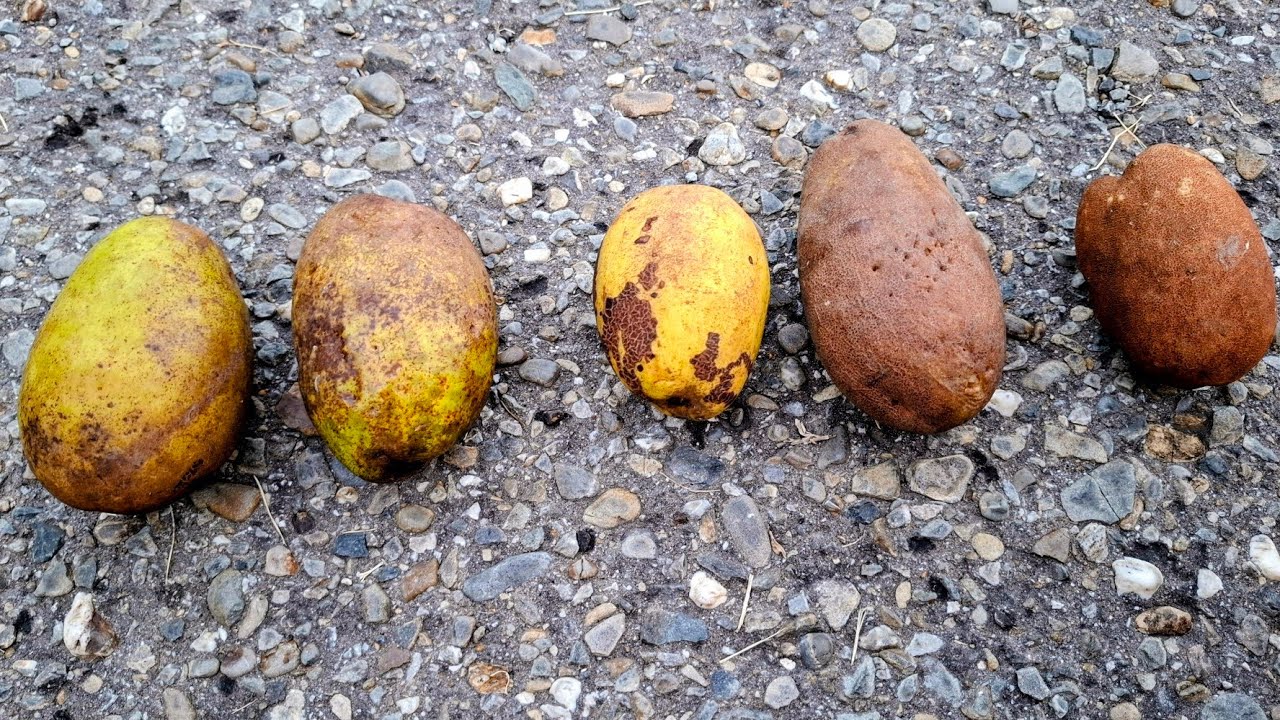 Белое манго (Mangifera caesia) Разнообразие