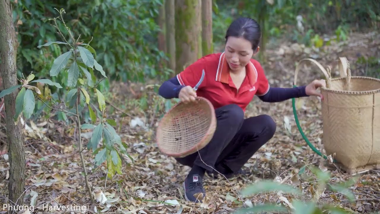 Harvesting King Oyster Mushroom, goes To Market Sell - Harvesting and Cooking | Phương Daily Life