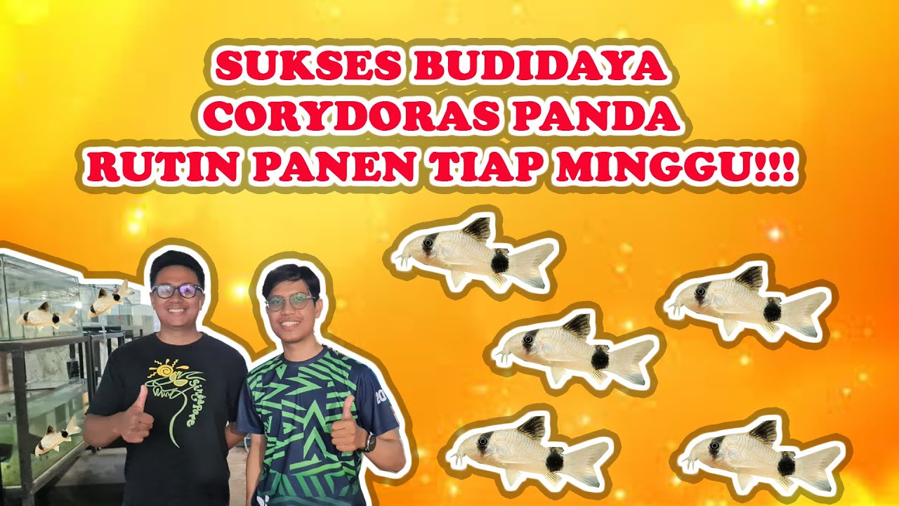 TUTORIAL SUKSES BUDIDAYA IKAN CORYDORAS PANDA !!! INDUKAN SEDIKIT ANAKAN MAKSIMAL, PANEN CEPET!!!