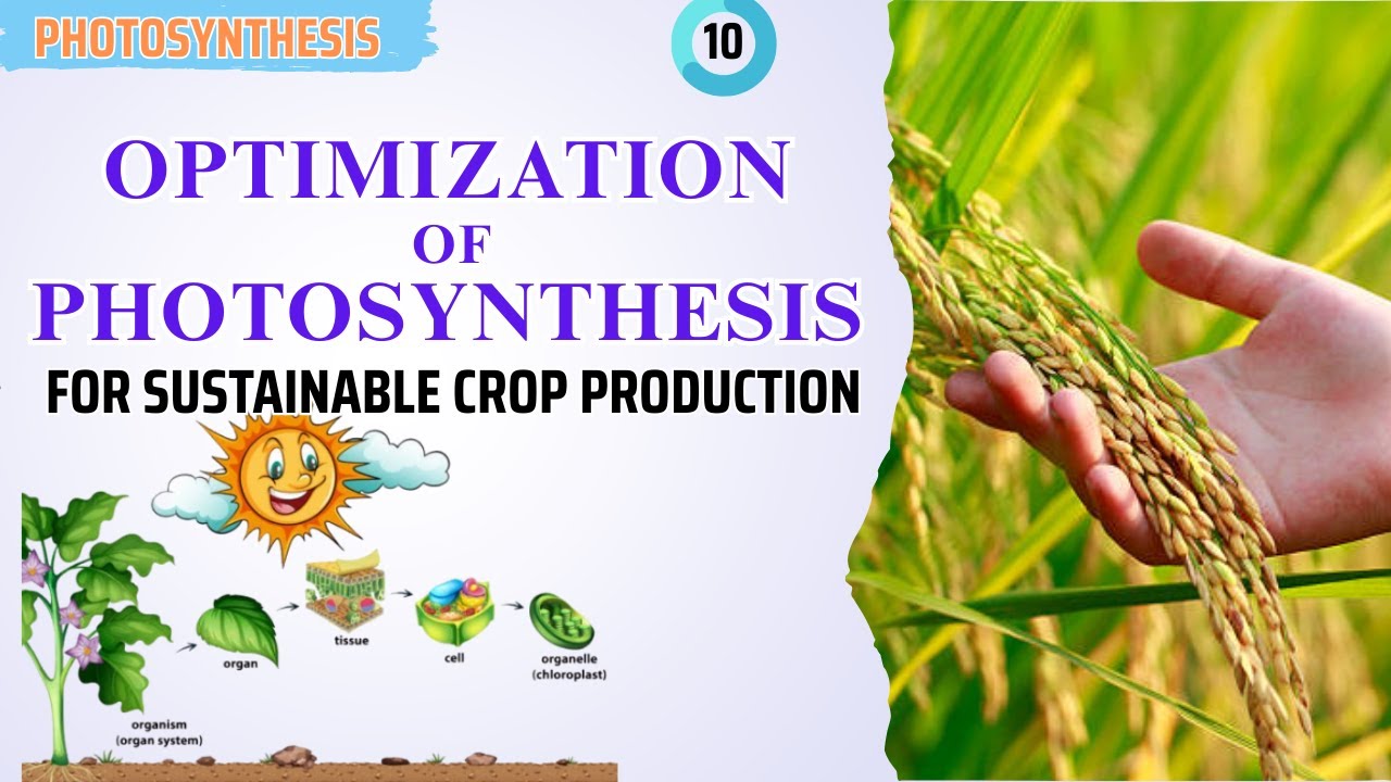 Optimization photosynthesis |Factors &Importance| | #plantsapiens