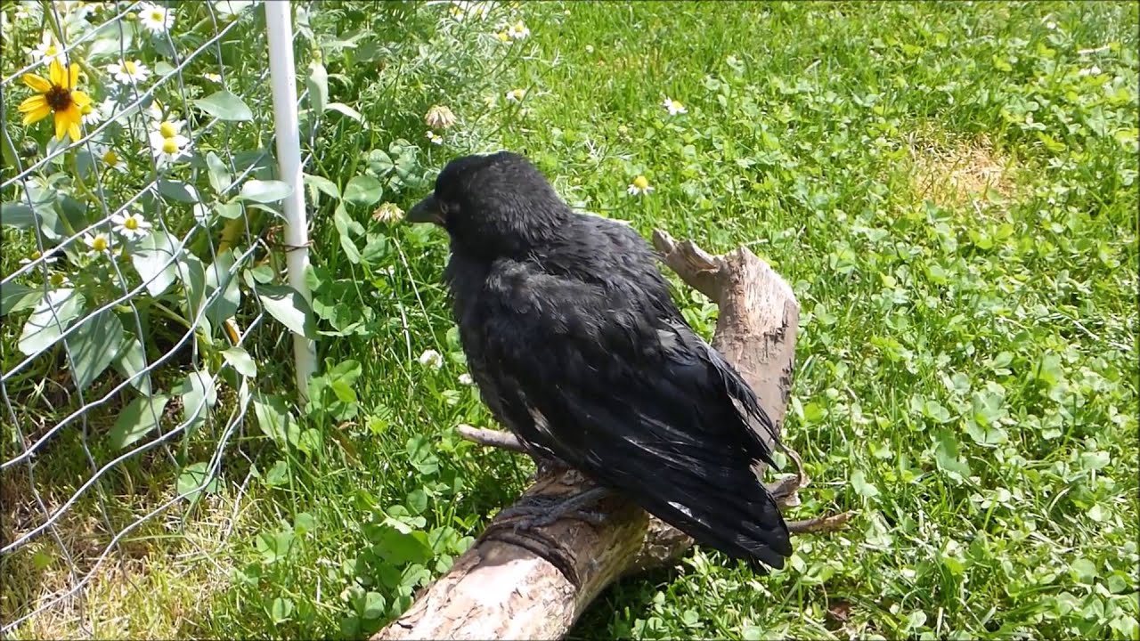 OUR PET CROW