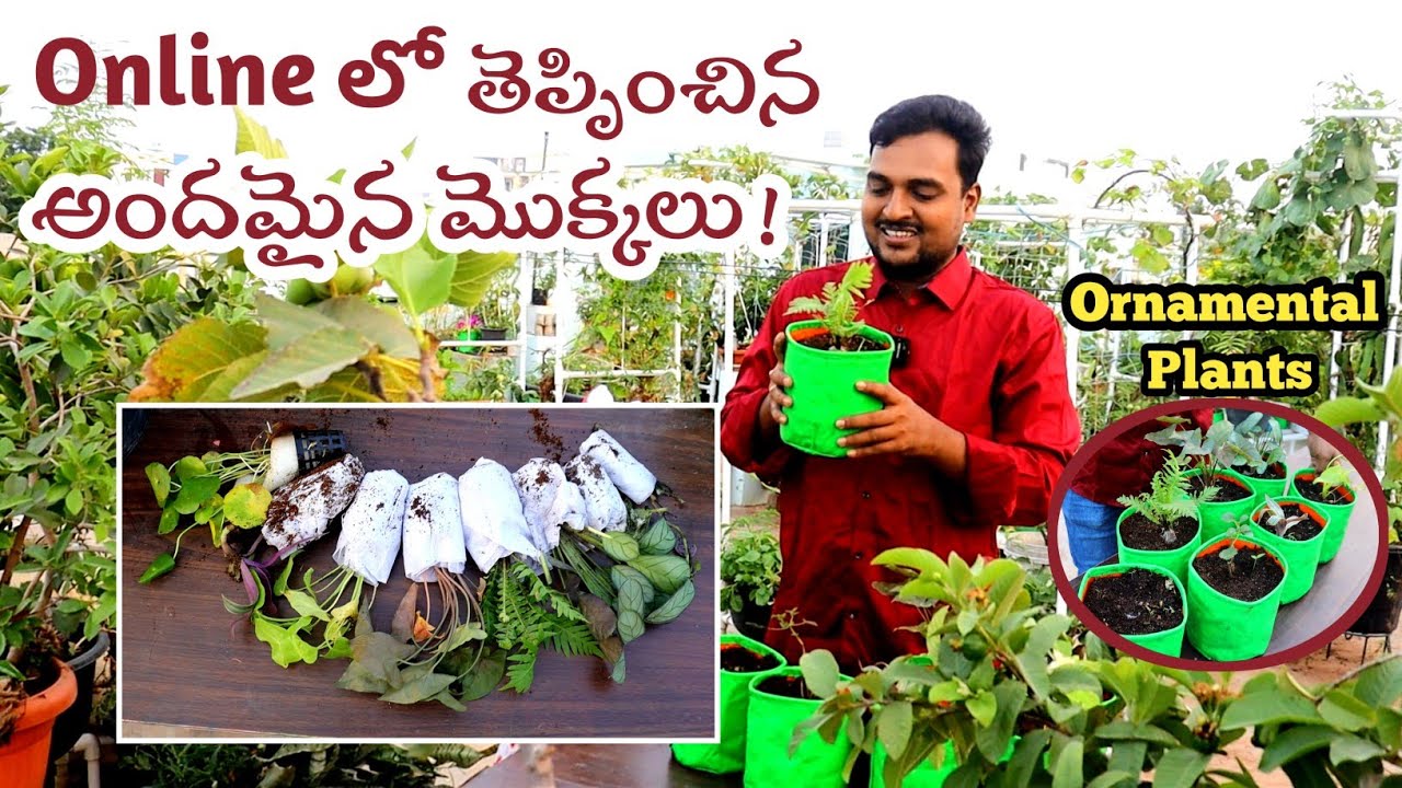 online లో తెప్పించిన అందమైన మొక్కలు Himadri Aquatic Ornamental plants
