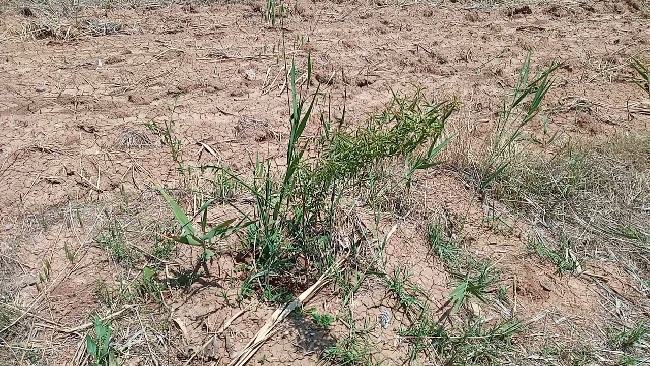 GENÇ FİDANLARIN BAKIMI - HOW TO PLANT, GROW, AND CARE FOR ALMOND TREES - PART 3