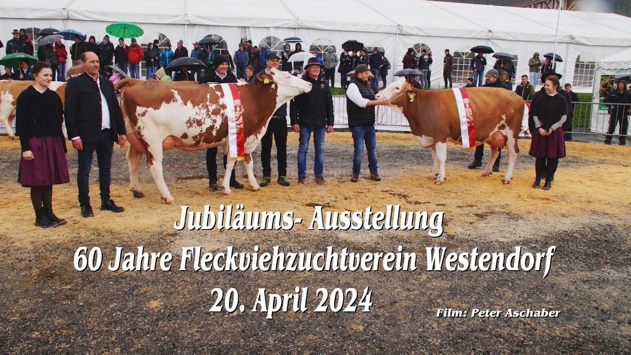 60 Jahre Fleckviehzuchtverein Westendorf Jubiläums Ausstellung am 20. April 2024 in Westendorf Tirol
