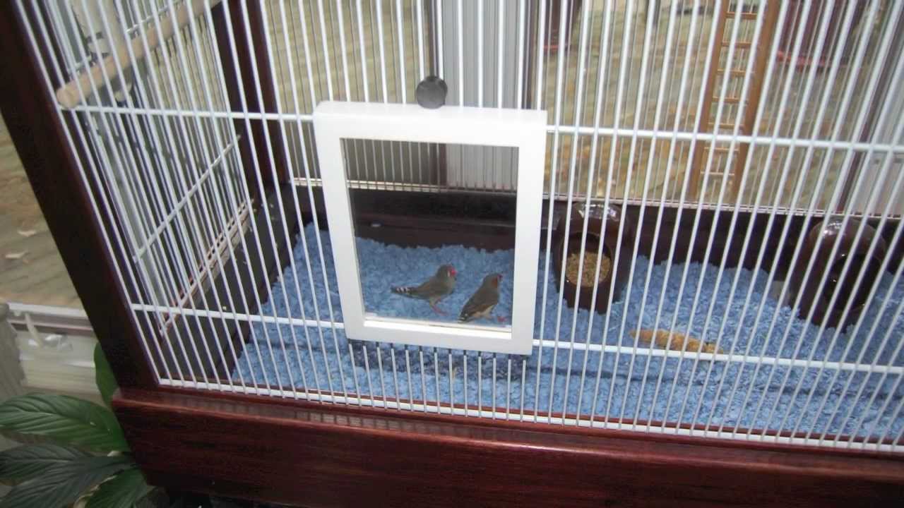 How to make a bird cage (Finch Flight Cage) from closet shelving and wooden frames