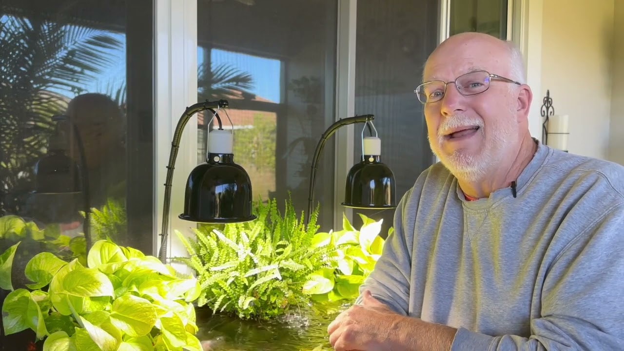 Understanding why my Pothos plant is not using nitrates (NO3) as a food source from my aquarium.