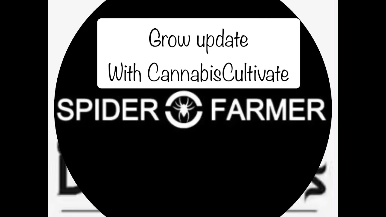 Divine Seeds Auto flower update.
