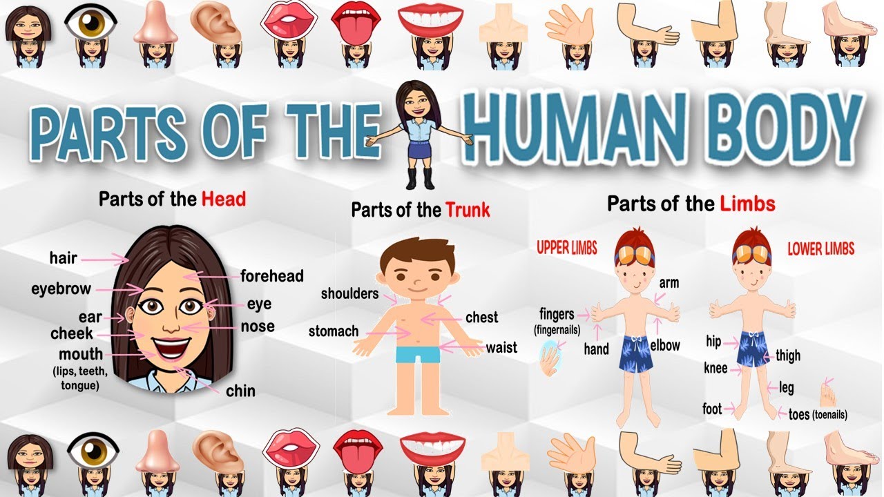 Parts of the Human Body | Kindergarten | Science | Teacher Beth Class TV