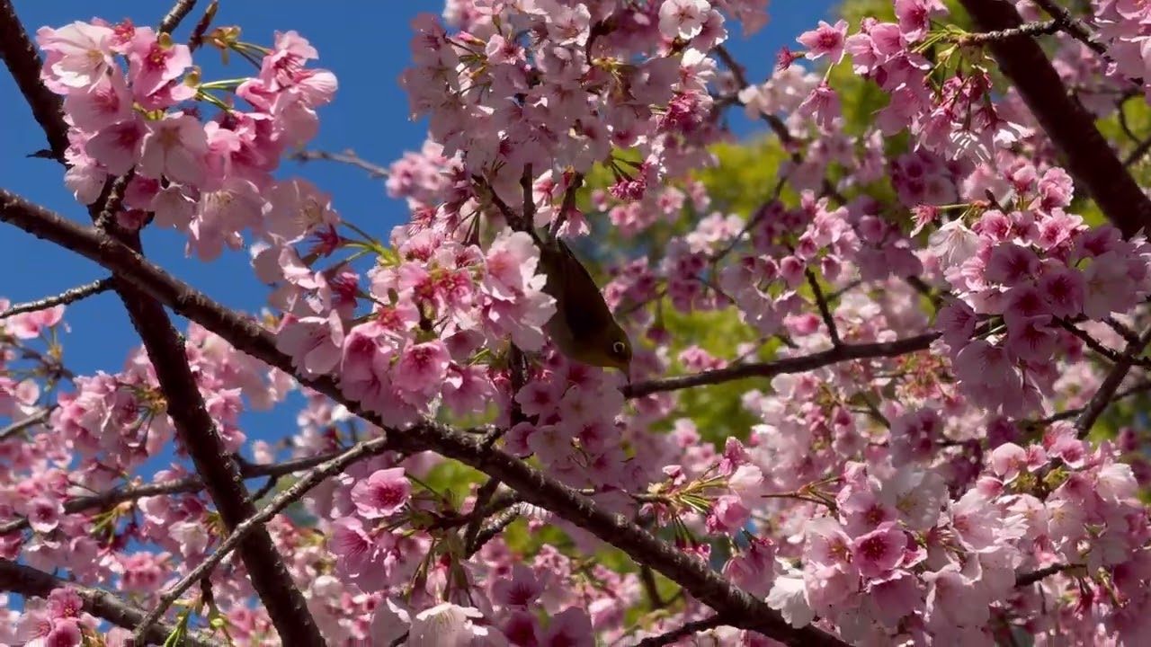 Early Cherry Blossom Have Begun 🌸 at Ueno Park