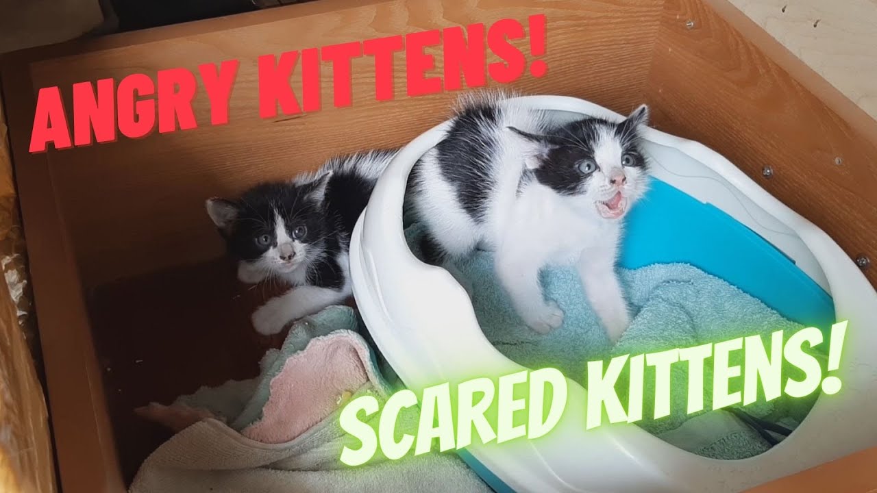 ОЧЕНЬ ЗЛОЙ КОТЯТА - Котята потеряли мать. 🥶😹😹