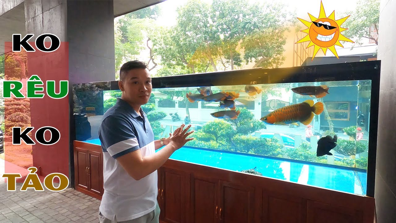 ВАУ!!! В открытом пруду для рыб BAU THUY нет ни единого мха или водорослей.