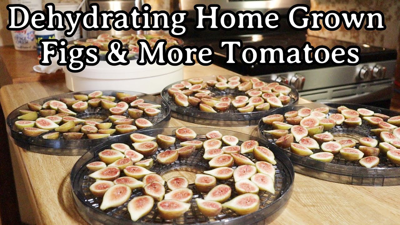 Dehydrating My Homegrown Figs & More Tomatoes