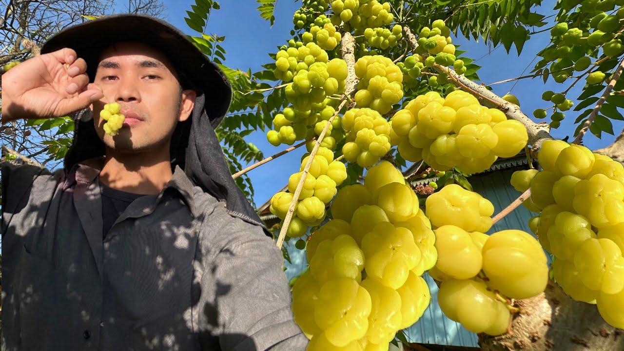 តស់! ហូបម្ជូរកន្ទួត ជាមួយទឹកប្រហុក!