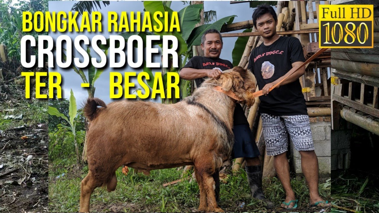 Bongkar Rahasia Kambing Boer Terbesar | Sahabat Sapi Dolan Kandang