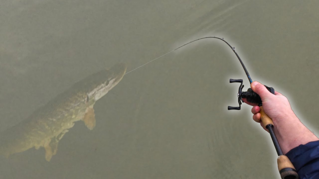 I used JAPANESE lure fishing trick to catch PIKE!