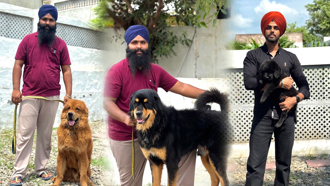 BAKHARWAL DOG KENNEL🔥 GADDI, TIBETTIAN MASTIFF & BAKHARWAL BREEDS IN ONE KENNEL ‼️
