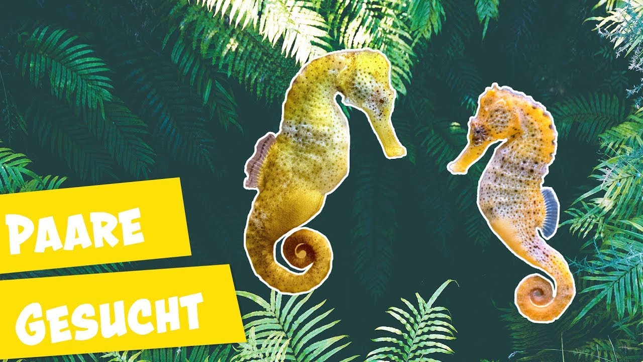 Spannende Fakten &uuml;ber Seepferdchen | Panda, Gorilla & Co.