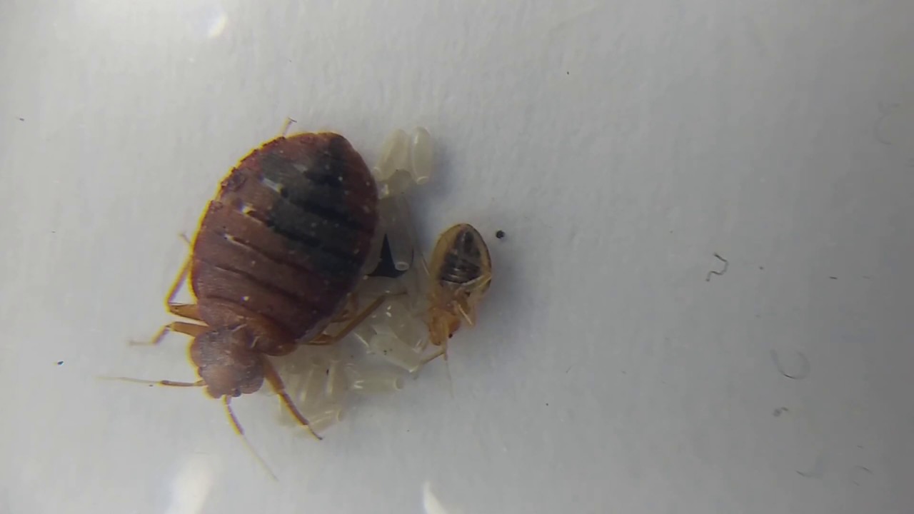 Live bedbugs in all stages Egg Nymph Adult - Frank The Pest Geek