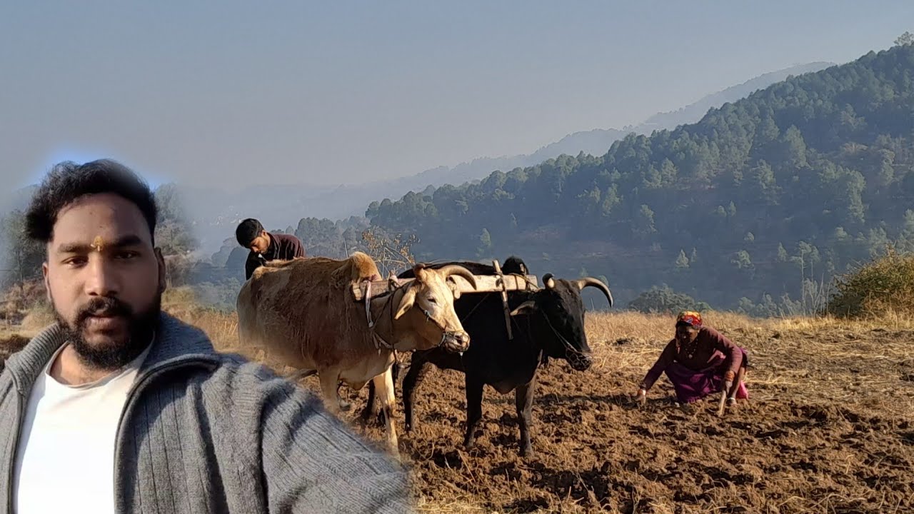 गांव में मिर्च की खेती की तैयारी  || Pahadi lifestyle vlog || Bk Kohli Vlogs 
