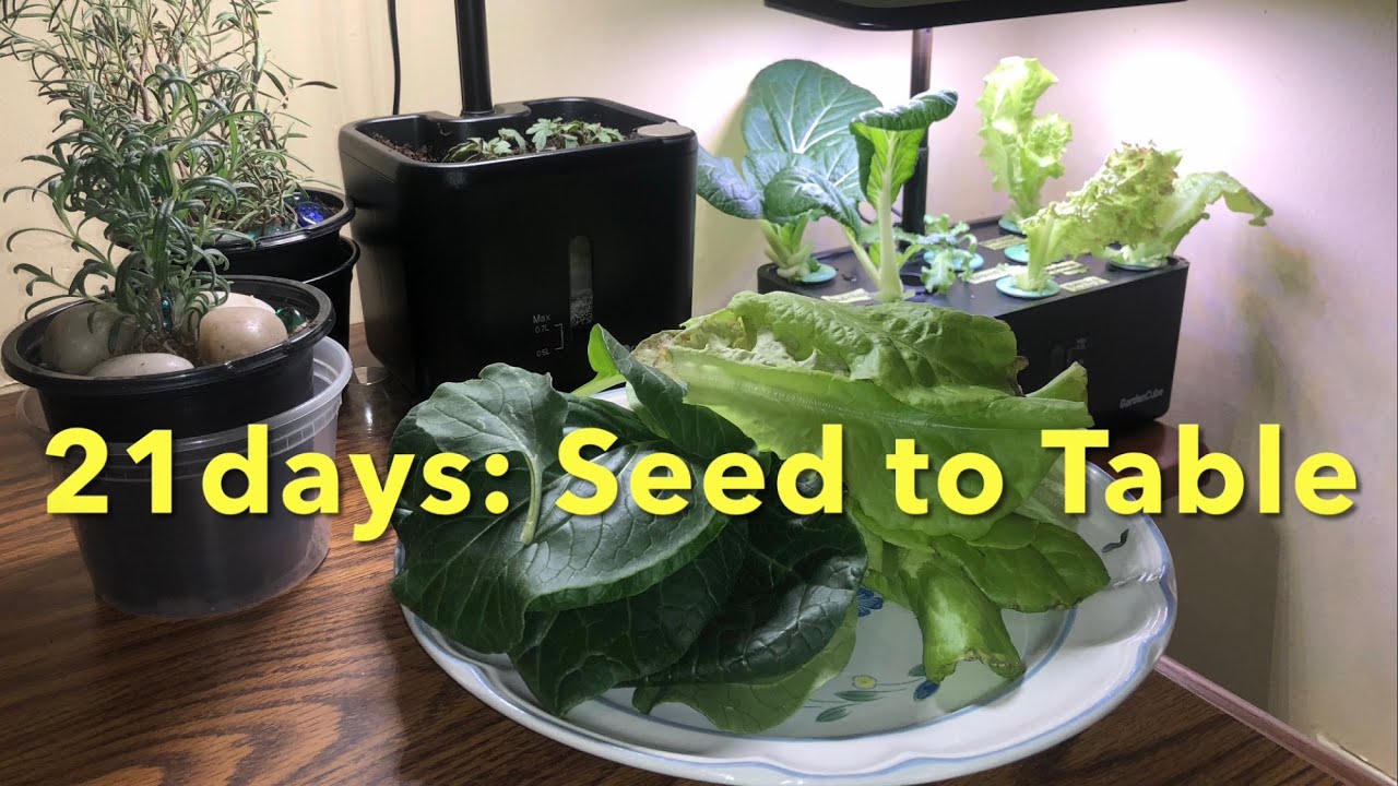 (Indoors) Seed to Table in 21 Days
