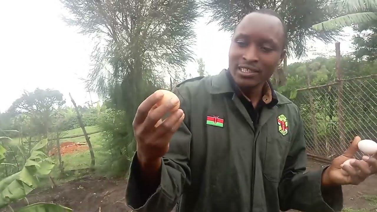 KARI, KENBRO and INDIGENOUS (KIENYEJI) EGGS