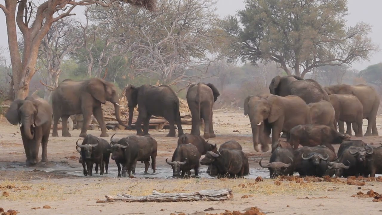 THINK Imvelo Safari Lodges | Stoffies Pan | Hwange National Park