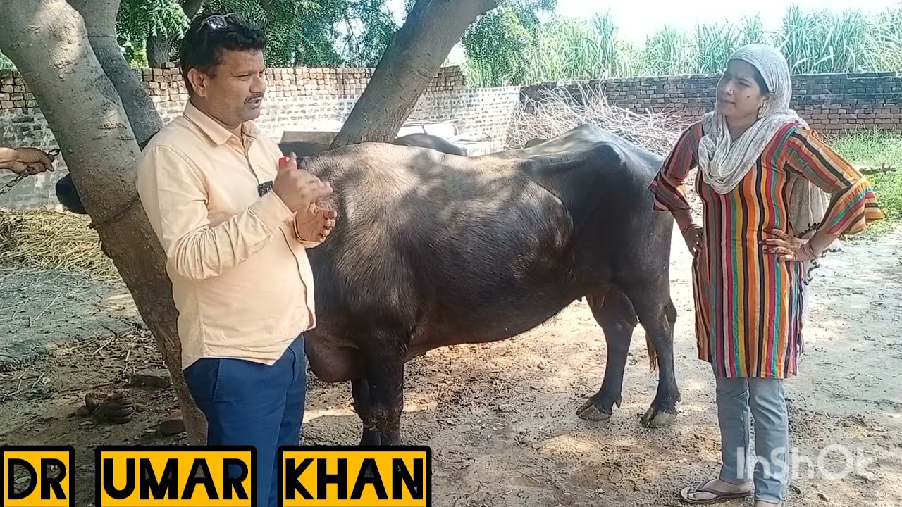 Treatment of vomiting in buffalo ।gay Bhains Mein ulti ka ilaaj । Dr umar khan