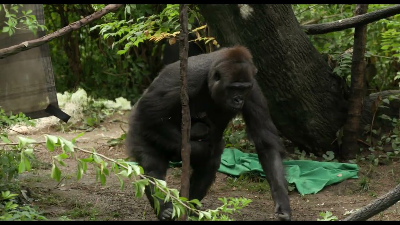 Western Lowland Gorilla Gladys Out with Her Baby - Cincinnati Zoo