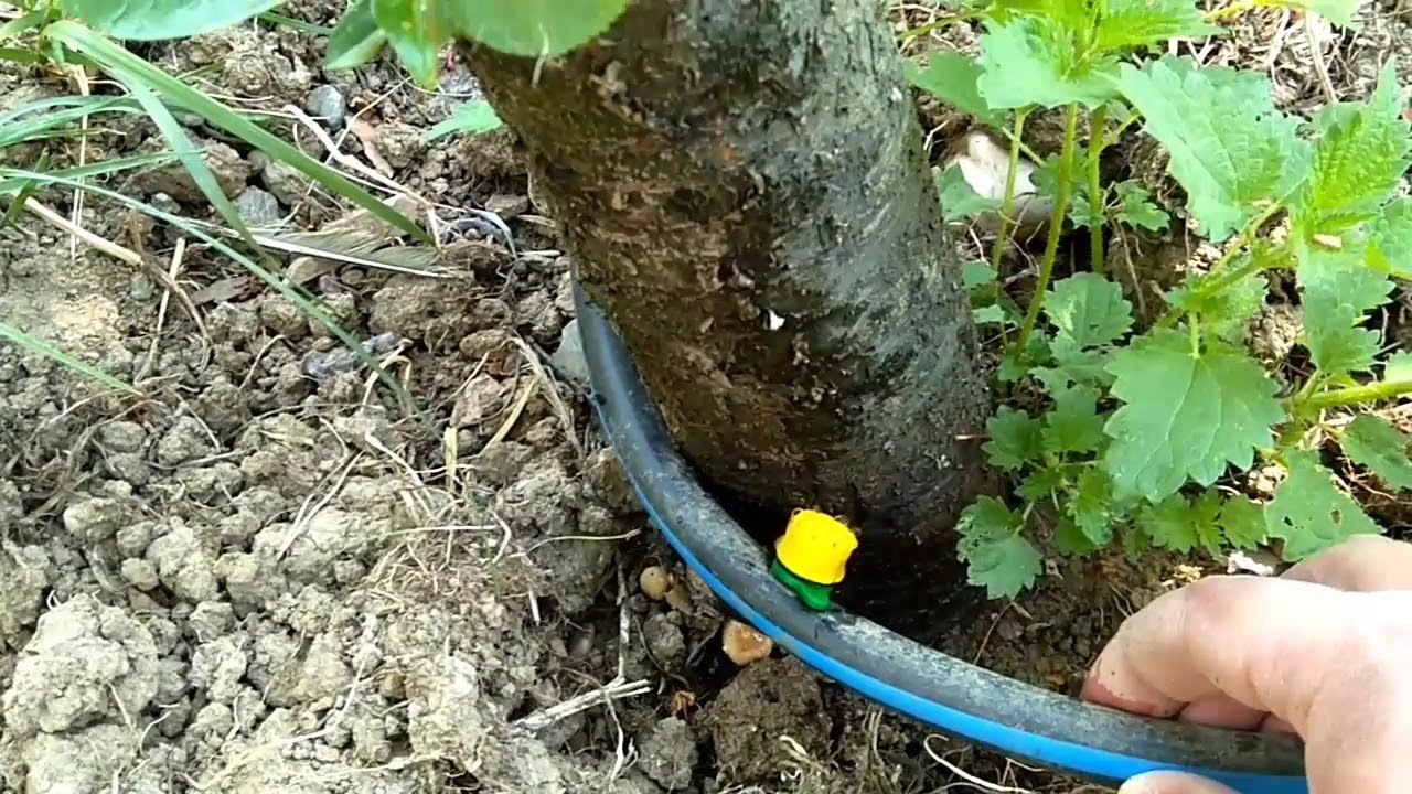 Bahçe hortumu ile ağaç ve fidanlara şebeke suyu ile ayarlı damla sulama yapımı