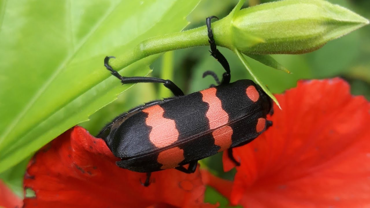 Blister Beetle #Shorts