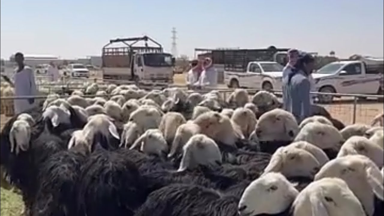 اسعار البهم والغنم والمقاني بسوق السبت الصباح بنقطه البيع بالقرشيات شمال الطايف ١٤٤٧/٤/١٩هـ