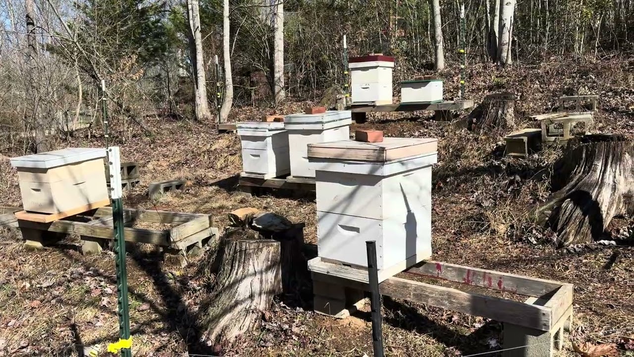The Challenge of Beekeeping in 2026 #beekeeperslife #beginningbeekeeping