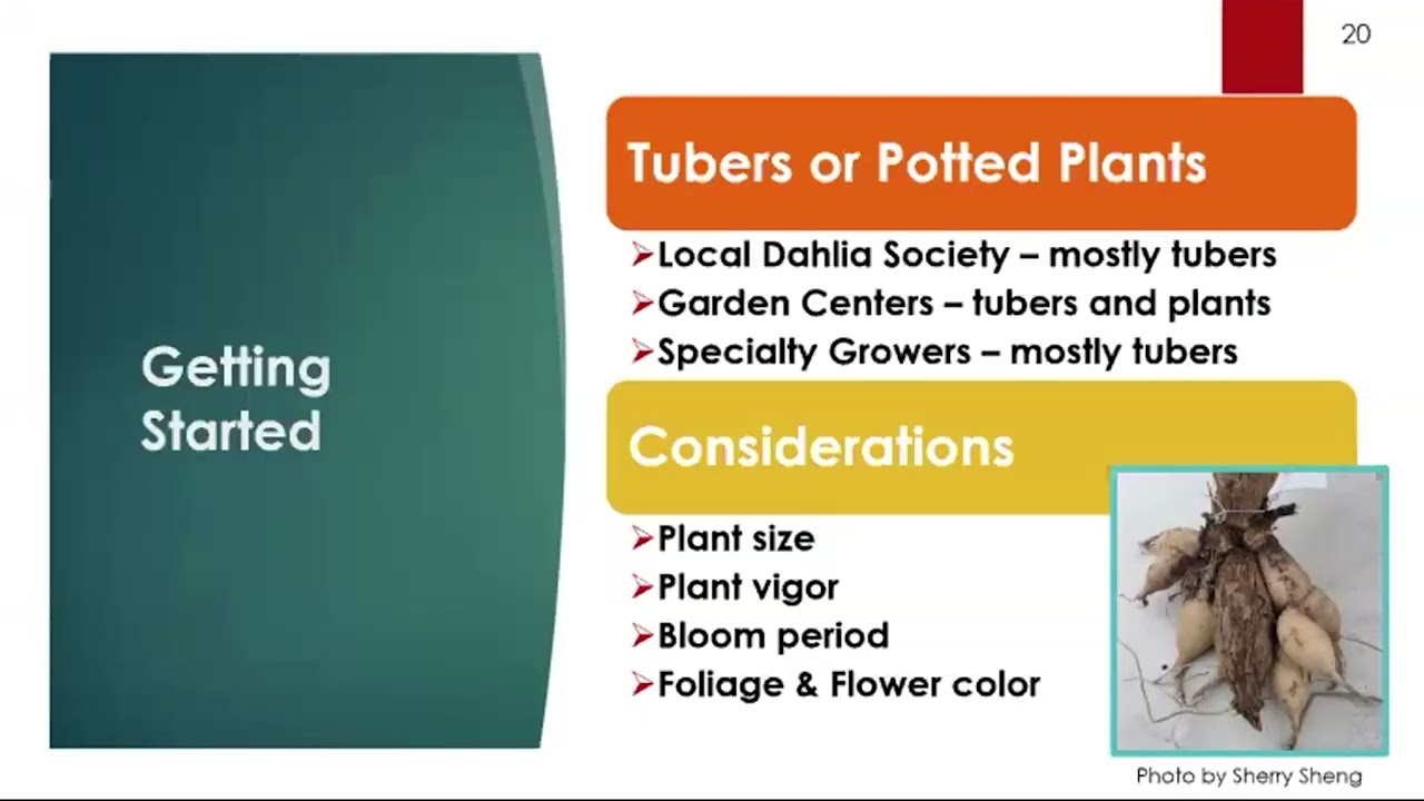 Dazzling Dahlias for Your Garden with OSU Master Gardeners 2026