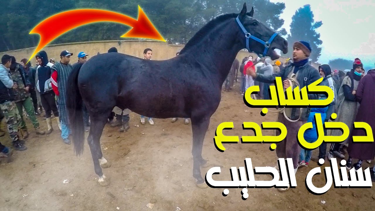 اخر سوق الخميسات ف 2021 ذخل جدع دهم كسيبة ديال الدار مزال سنان الحليب  / اجواء ضبابية