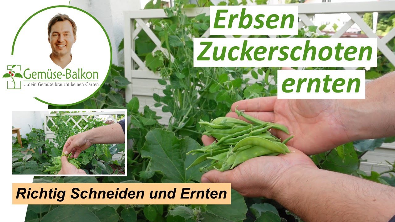 Zuckerschoten 🪴 richtig schneiden und ernten ✂️ - Mehr Ertrag auf dem Balkon