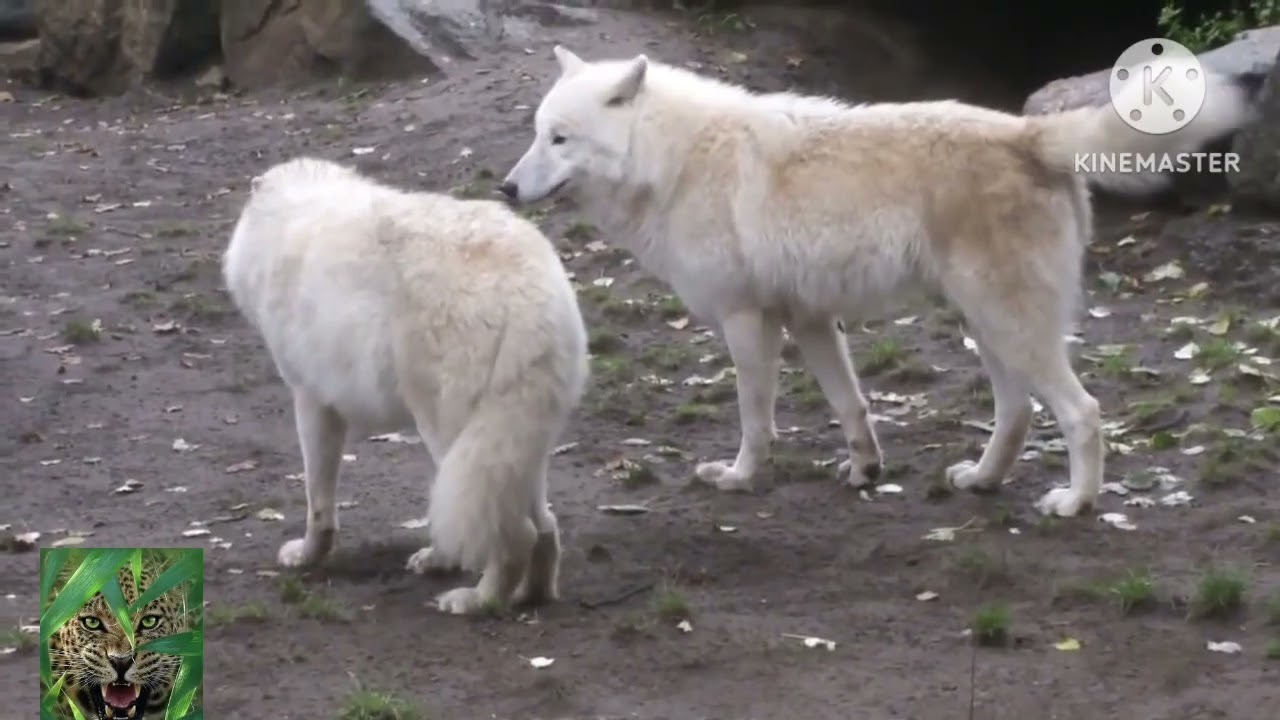 &bdquo;Polarwolf &ndash; Der Geist der Arktis! Der t&ouml;dliche J&auml;ger des Nordens&hellip;&ldquo;