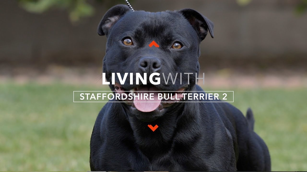 LIVING WITH STAFFORDSHIRE BULL TERRIERS 2: PROTECTION WORK