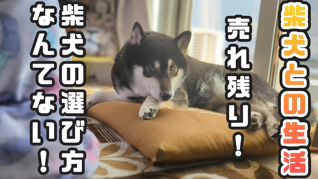 売れ残りの柴犬との生活。子犬の時に性格、容姿の変化まではわからない。