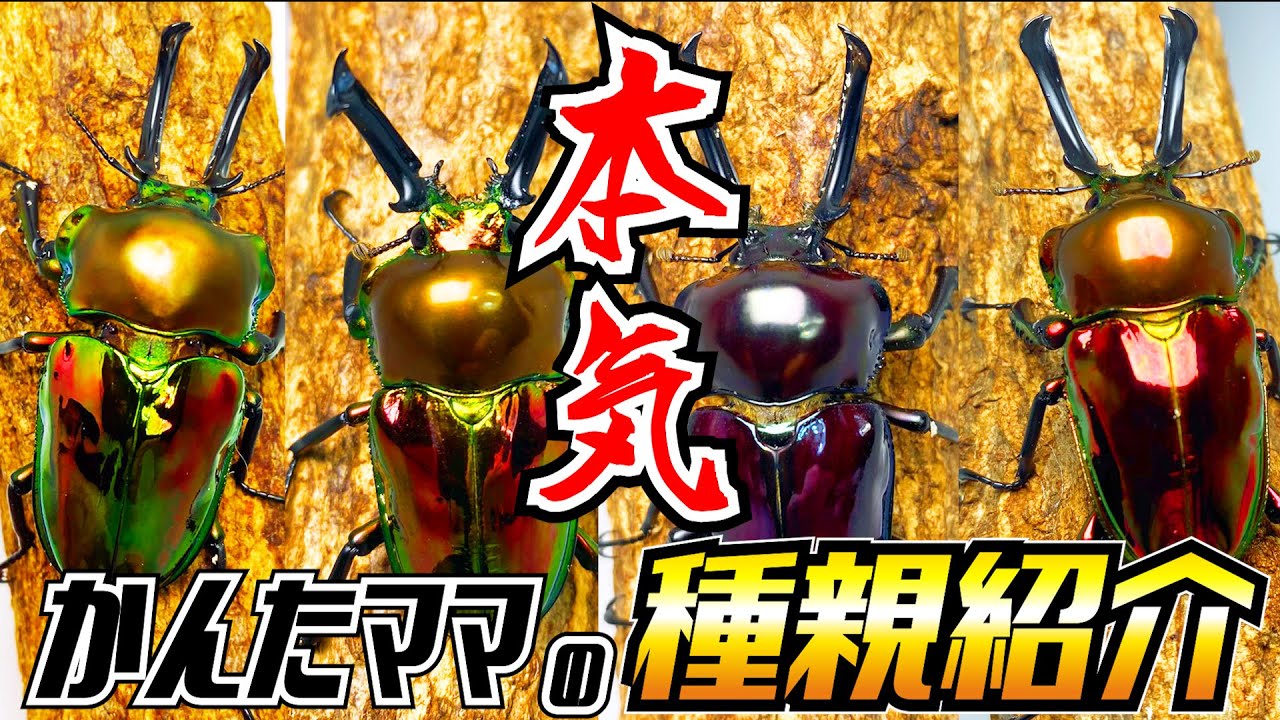 かんたママが本気でブリードするニジイロクワガタの種親と飼育法を紹介します！昆虫飼育