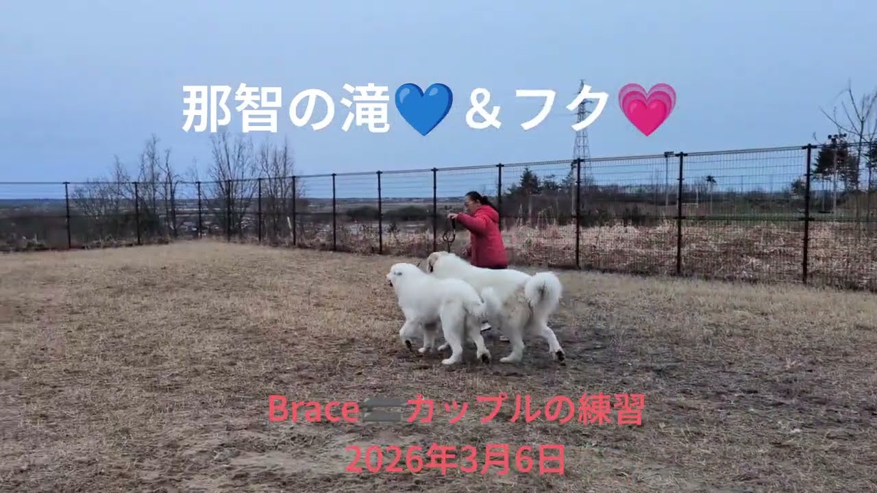 本部展まであと2週間‼️複数犬クラス:Braceの練習追い込みー💪✨