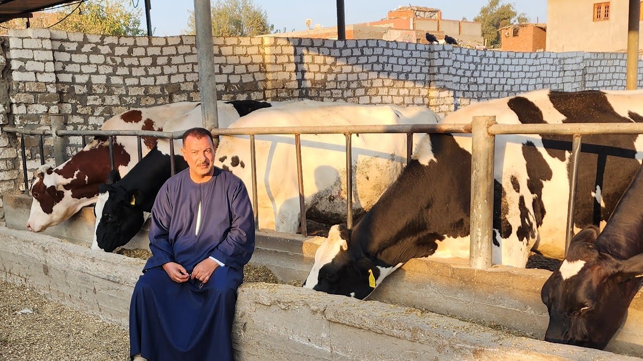 أكبر تجار مواشي يعلنو عن بيع مزرعه ابقار 3 ايام وتكون والده وبقر والد حلاب إحنا فتحناها علي البحري