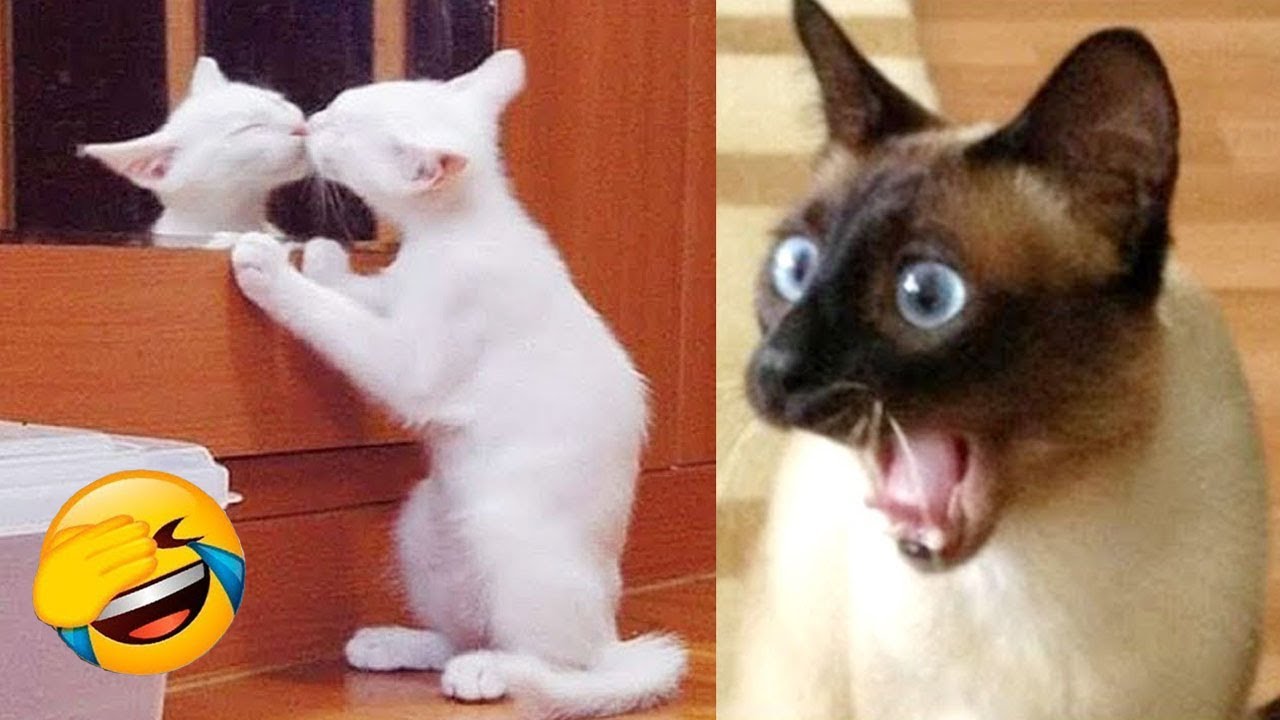 You Laugh You Lose 😍😅 Best Funny Dogs and Cats Videos 😻🐶 Part 19