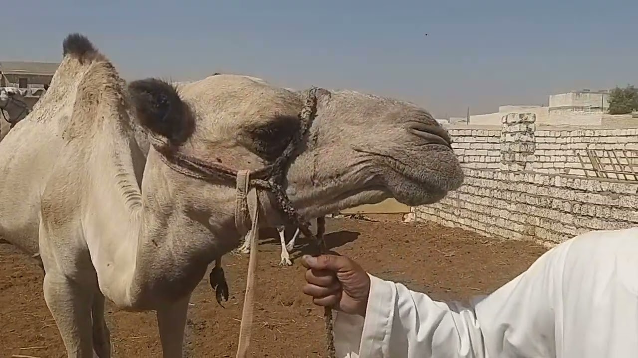 فن تربيه وتسمين الجمال بناحيه عبدالغني الجبالي